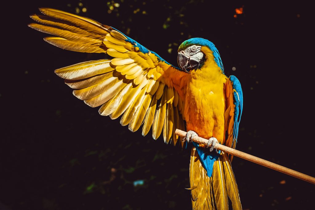 Photo De L'ara Jaune Et Bleu Avec Une Aile Ouverte Perché Sur Un Bâton En Bois